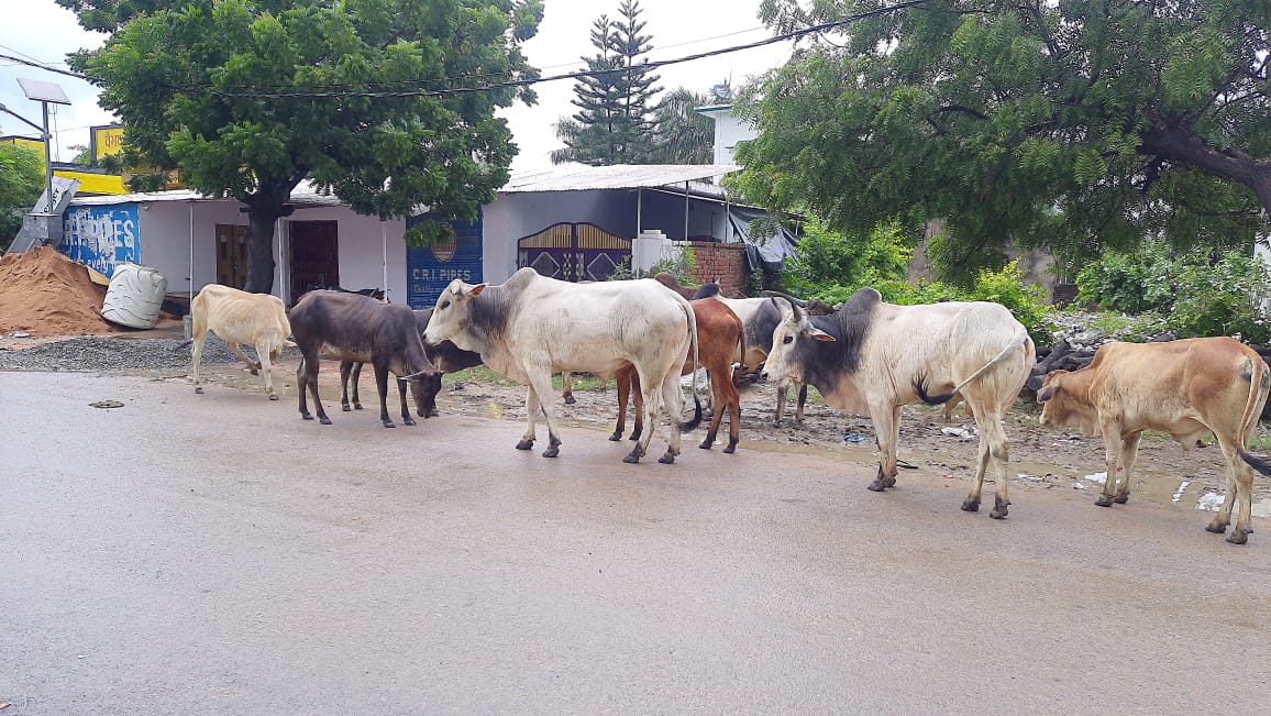 छुट्टा मवेशियों के आतंक से किसान परेशान ! जिम्मेदार अधिकारी लापरवाह