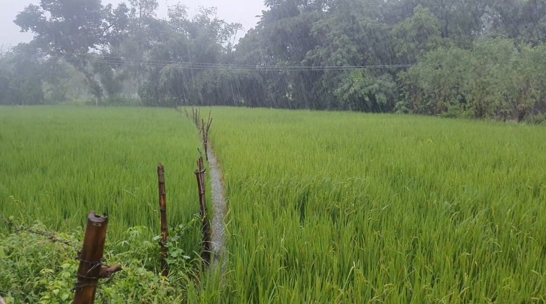 आफत बनी बारिश ने बढ़ाई किसानों की चिंता