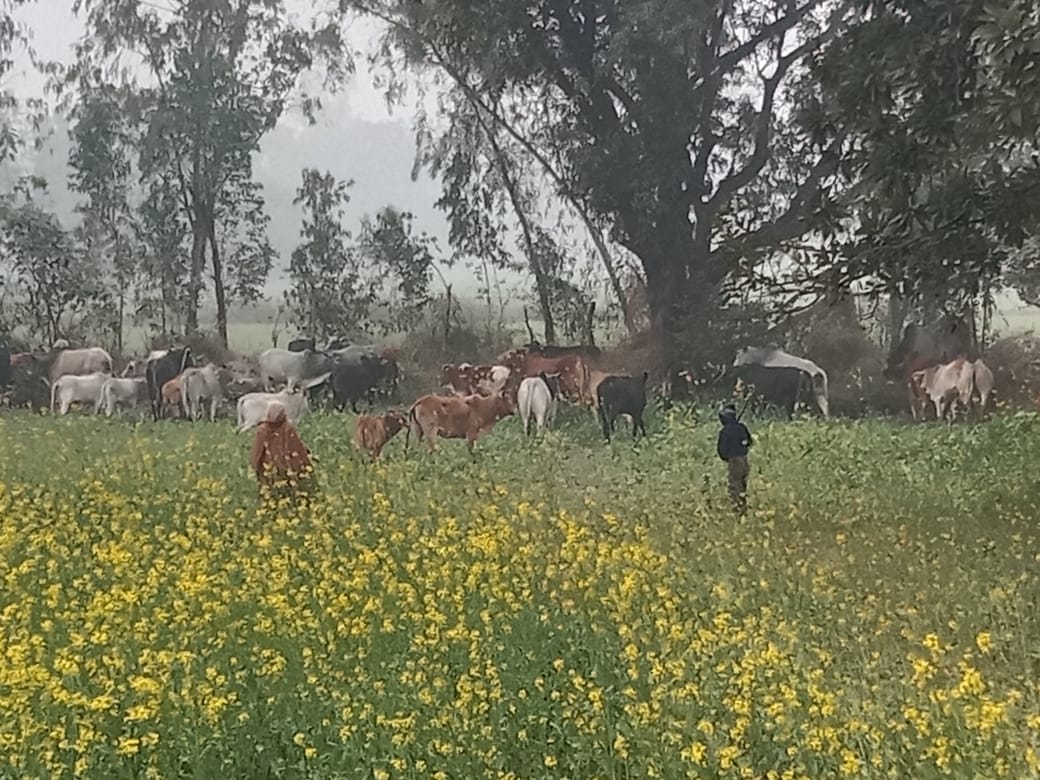 किसान की फसल को दर्जनों छुट्टा मवेशी बना रहे हैं अपनी खुराक