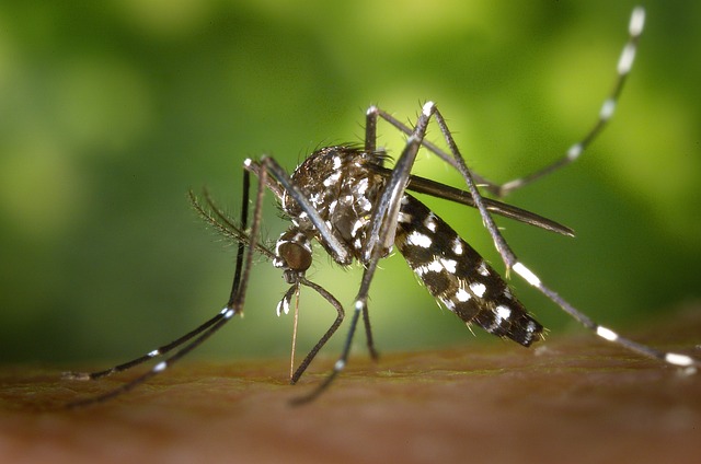मच्छरों के प्रभाव से रखें अपने आप को सुरक्षित