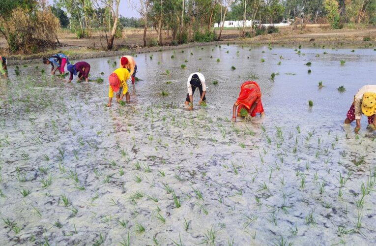 शिवगढ़ में शुरू हुई अगेती धान की रोपाई