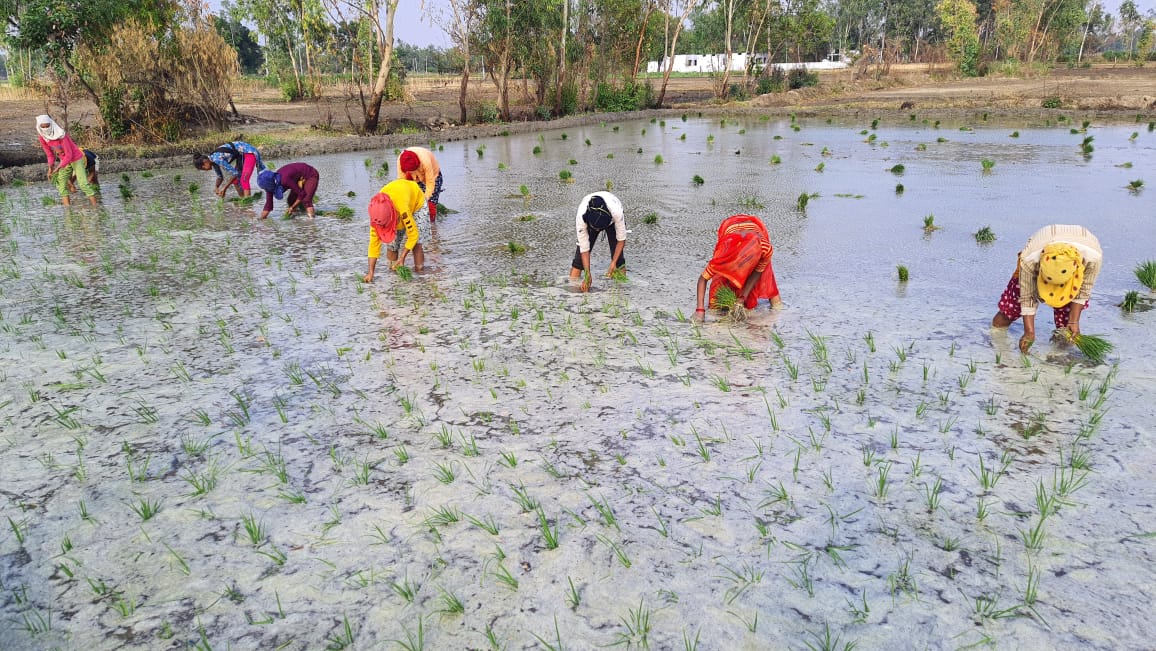 Planting of early paddy started in Shivgarh