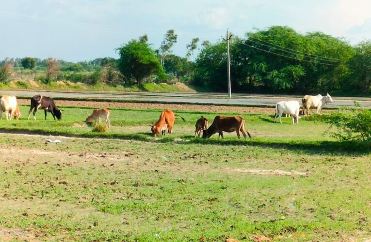 किसानों के मुसीबत का सबब बन रहे निराश्रित गौवंश