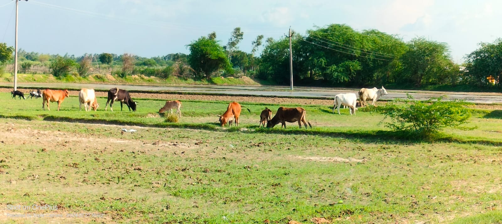 Destitute cattle are becoming a cause of trouble for farmers.