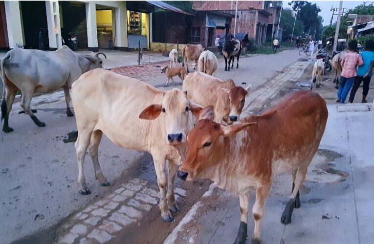 छुट्टा मवेशियों के आतंक से किसान परेशान ! जिम्मेदार अधिकारी लापरवाह