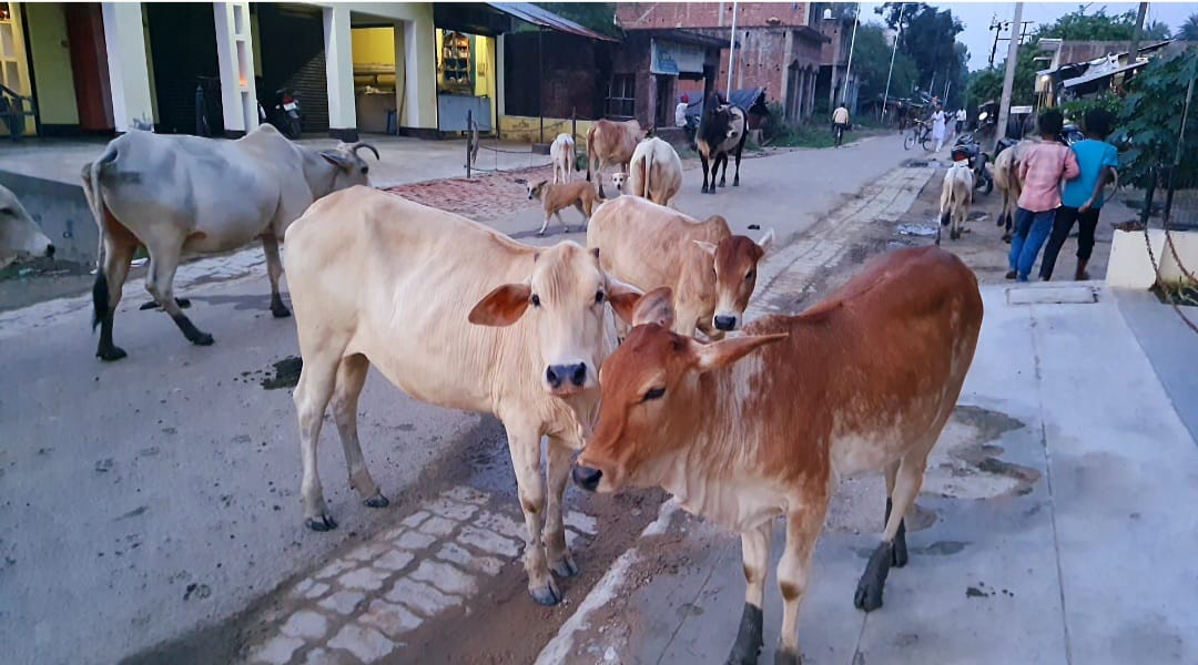 Farmers worried due to stray cattle terror! responsible officer careless