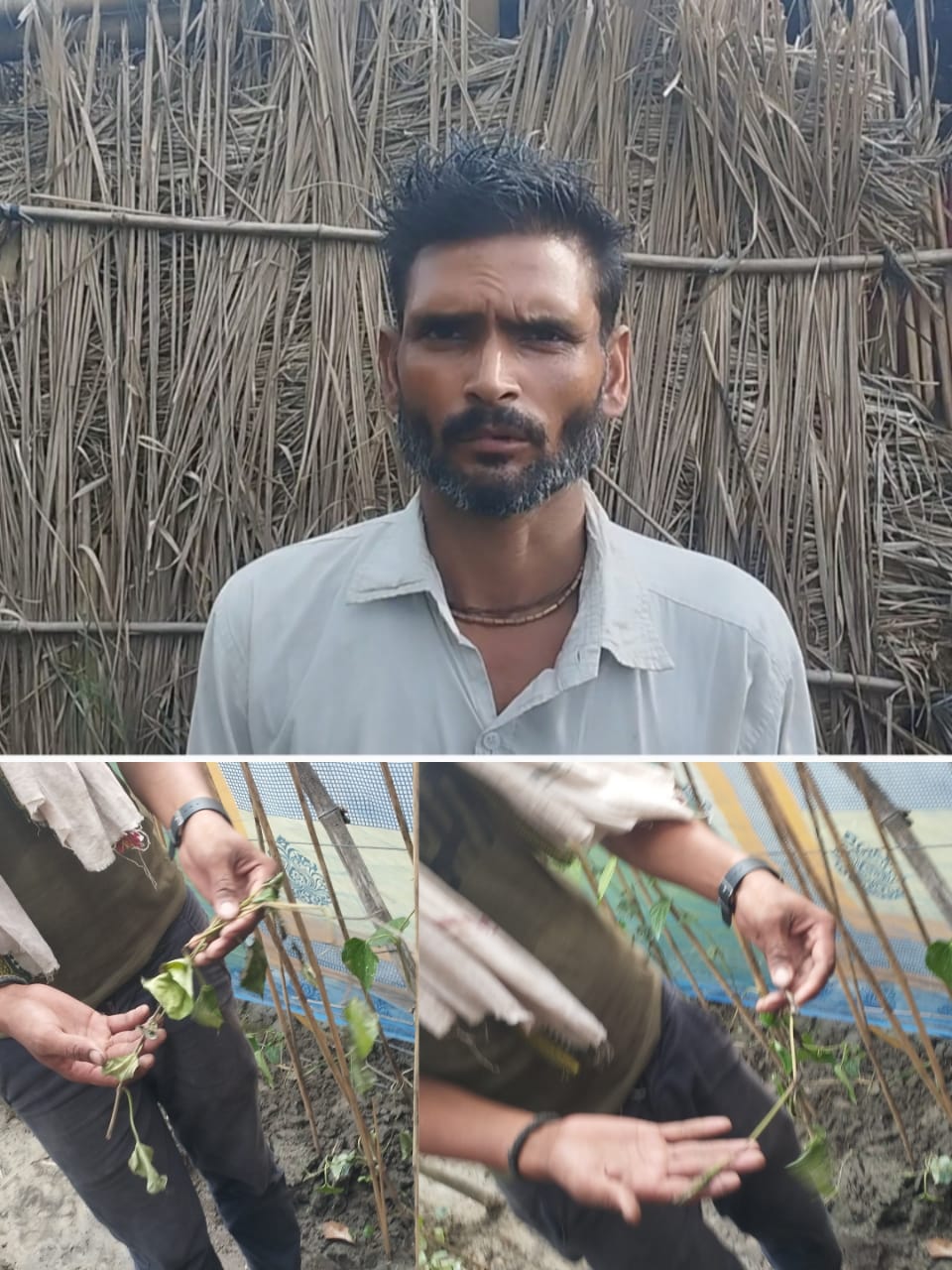 Betel crop worth lakhs destroyed due to personal rivalry, victim appeals to police for justice