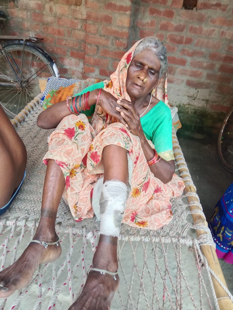 Villagers drive away mad jackal with sticks in Rampur Tikra, old woman injured by jackal attack