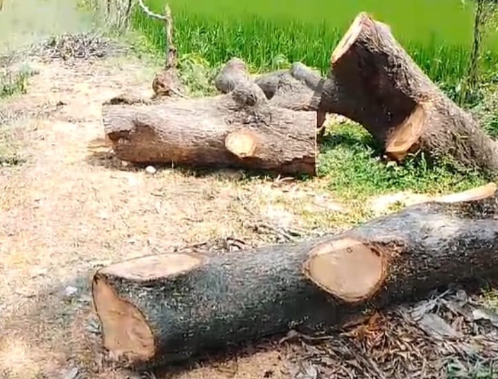 Fearless forest mafia used saw on common sycamore tree