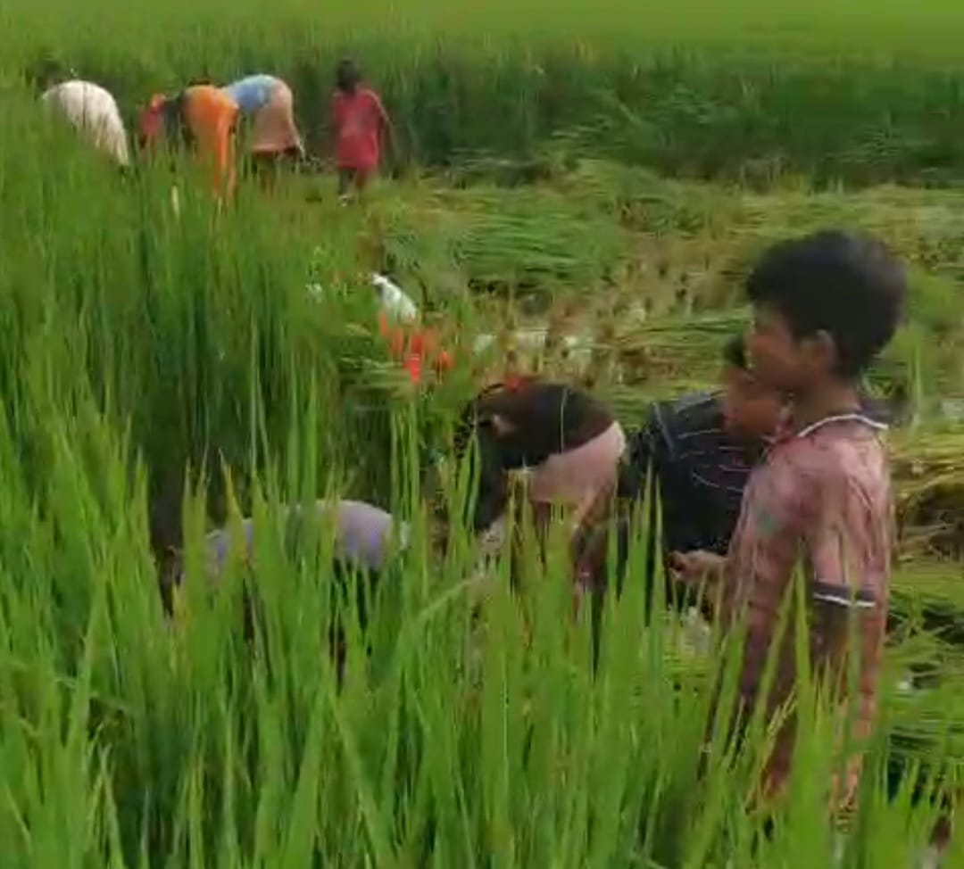 The revenue department has harvested the flourishing paddy crop standing in the barren land.